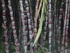 Sugar Cane - Saccharum 