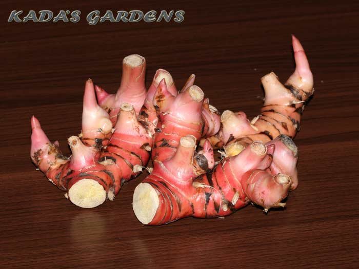 Greater Galangal (Alpinia galanga) - Kada's Gardens