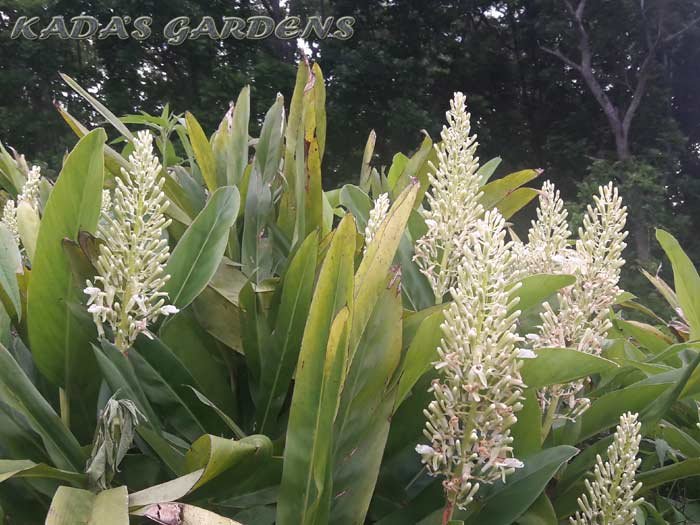 Greater Galangal (Alpinia galanga) - Kada's Gardens