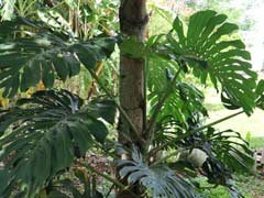 Monstera deliciosa 